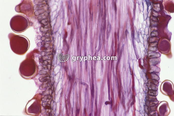 Mauve - Pollen sur stigmate et tubes polliniques x40 - gryphea.com